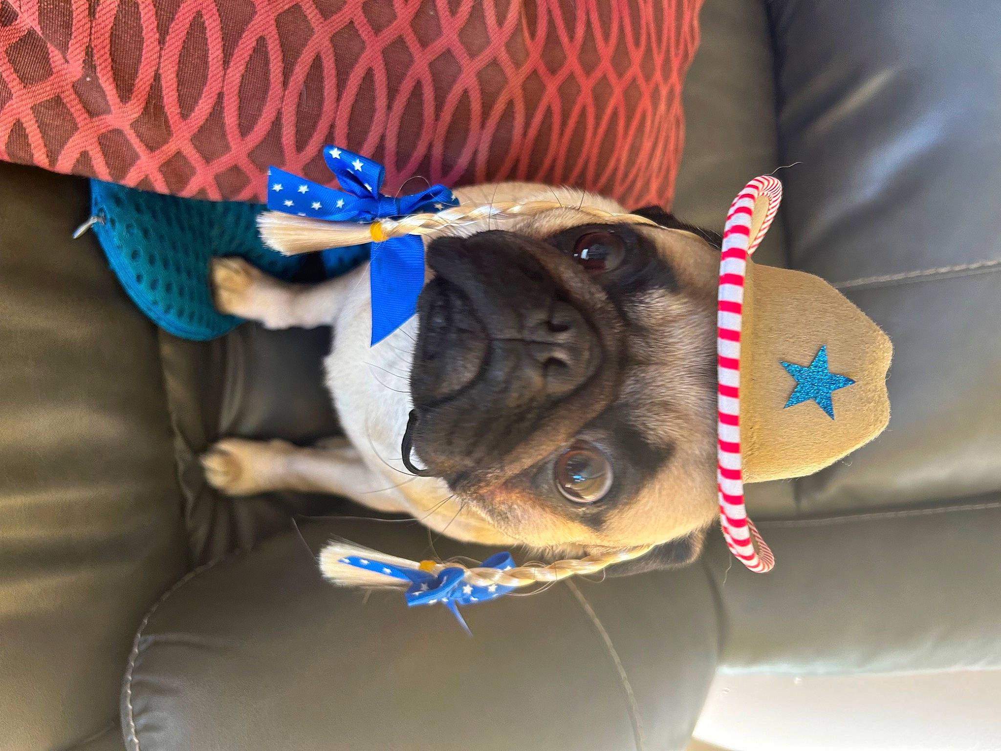 Tootsie joined the competition — help win amazing prizes! baseball_cap, cap, carnivore, comfort, companion_dog, dog, dog_breed, elbow, electric_blue, eyewear, fashion_accessory, felidae, fur, linens, pattern, personal_protective_equipment, sleeve, sunglasses, textile, wrist