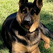 Harley joined the competition — help win amazing prizes! dog, german_shepherd, outdoor, grass, pet, animal, canine, lying_down, sunlight, ears_up, fur, nature, domestic_animal, mammal, portrait, daylight, watchful, relaxed, greenery, companion