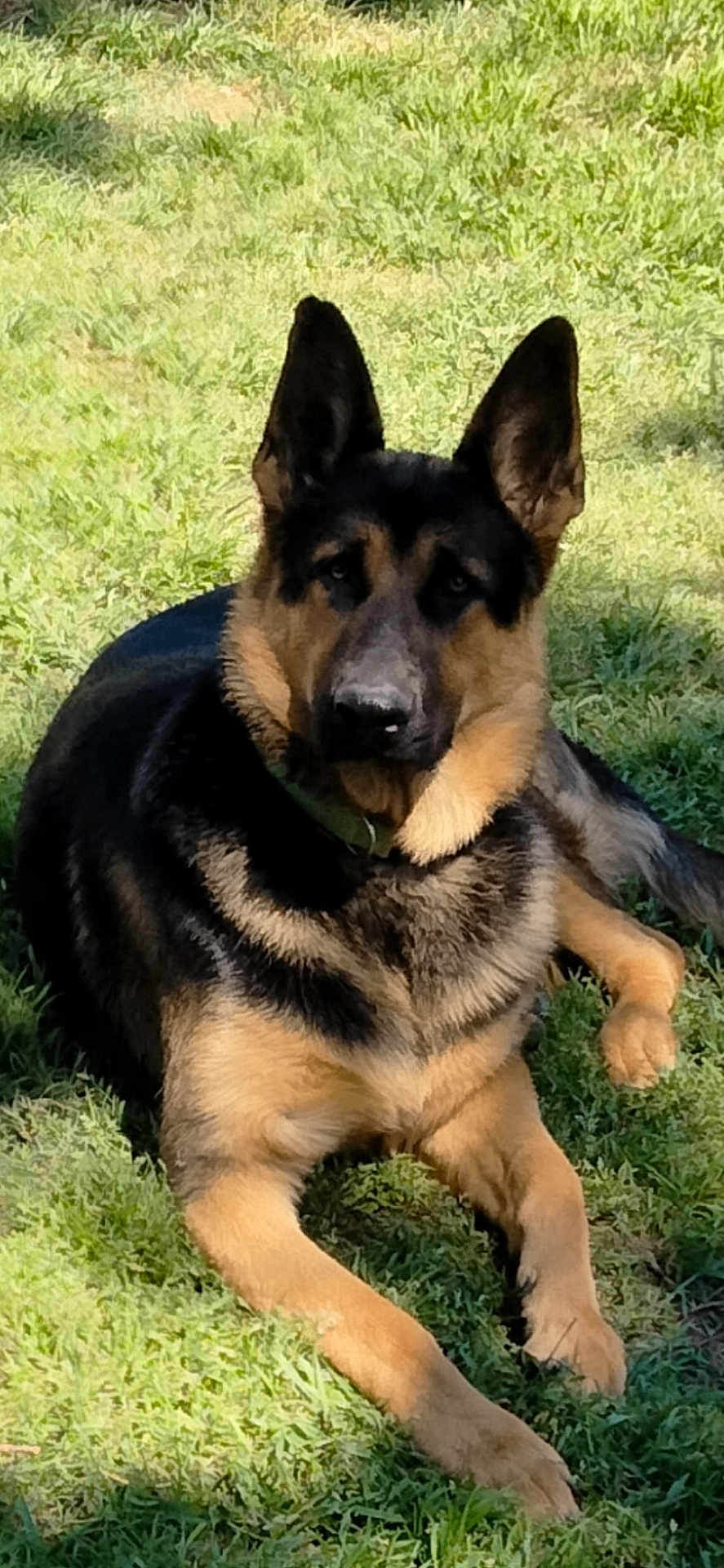 Harley joined the competition — help win amazing prizes! dog, german_shepherd, outdoor, grass, pet, animal, canine, lying_down, sunlight, ears_up, fur, nature, domestic_animal, mammal, portrait, daylight, watchful, relaxed, greenery, companion