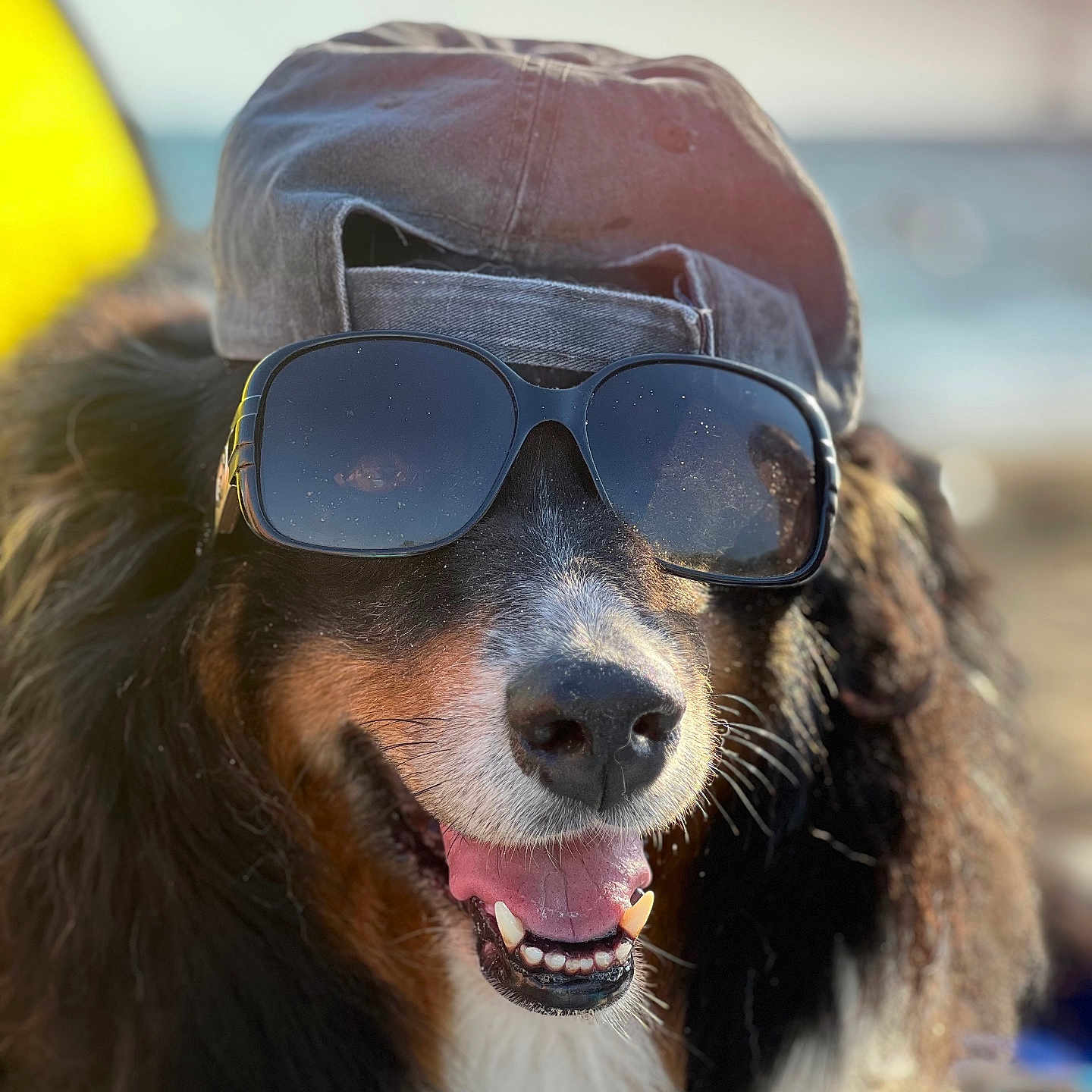 Roxy a rejoint le concours — aidez-le/la à gagner de superbes lots ! dog, sunglasses, hat, beach, smiling, happy, outdoor, sunlight, canine, portrait, black_fur, brown_fur, white_fur, pet, summer, cool, accessory, closeup, animal, funny