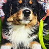 puppy, dog, swing, green, red, paisley_shirt, colorful, outdoor, grass, fur, tricolor, black, white, brown, pet, cute, young_dog, sunlight, animal, portrait