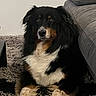 Roxy participe au concours pour gagner de l'argent avec cette photo : dog, black_dog, white_fur, tan_fur, fluffy_rug, gray_couch, indoor, pet, canine, relaxed, sitting, fur, mammal, companion, household, cozy, portrait, animal, domestic_dog, cute