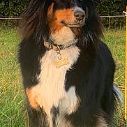 Roxy participe au concours pour gagner de l'argent avec cette photo : dog, outdoor, grass, field, collar, pet, animal, canine, fur, nature, sunlight, portrait, mammal, sitting, watching, daytime, loyal, alert, cute, companion