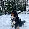 Roxy a rejoint le concours — aidez-le/la à gagner de superbes lots ! dog, snow, winter, outdoor, animal, forest, trees, fur, black, white, brown, nature, cold, snowy, landscape, canine, park, sitting, leash, harness