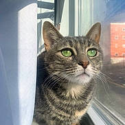Midnight is registered to the contest to win money with this photo: building_outside, cat, close_up, content, cozy, curious, curtain, fur, green_eyes, indoor, natural_light, paws, pet, portrait, reflection, sunlight, tabby, whiskers, window, windowsill