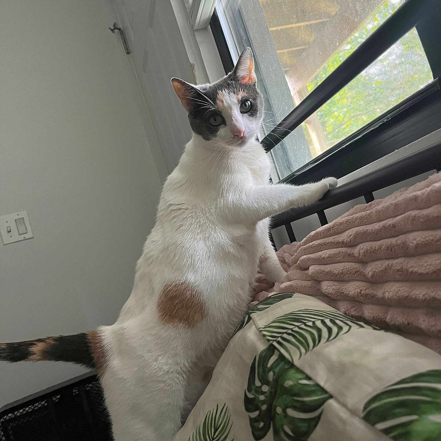 Habibi is registered to the contest to win money with this photo: bed, blanket, calico_cat, cat, curious, fan, gray_wall, headboard, indoor, leaf_pattern, looking_out, paw, pet, pillow, sunlight, tail, vertical_blinds, whiskers, window, window_screen
