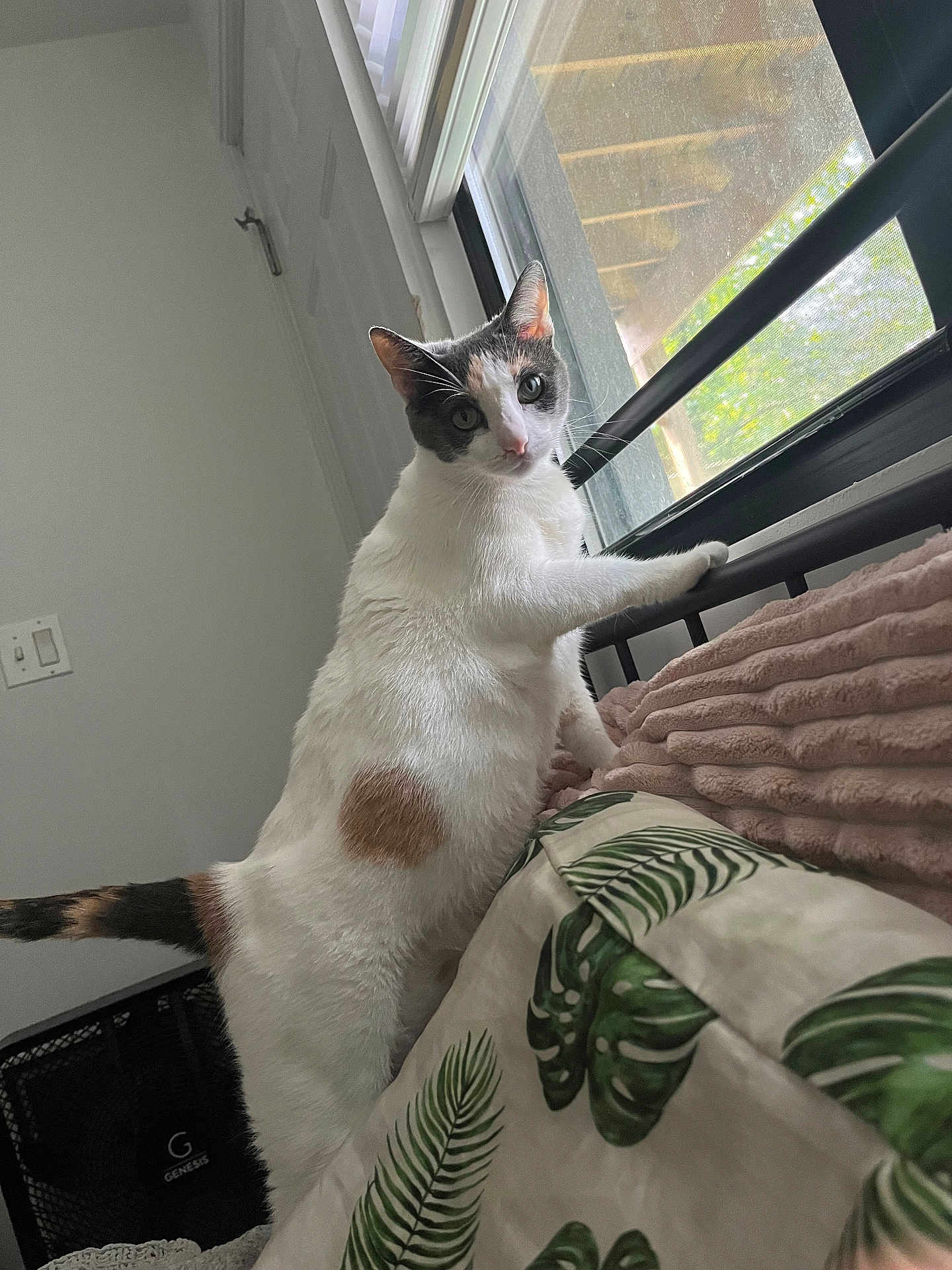 Habibi is registered to the contest to win money with this photo: cat, calico_cat, indoor, window, bed, blanket, pillow, headboard, whiskers, curious, looking_out, paw, tail, fan, leaf_pattern, sunlight, window_screen, gray_wall, vertical_blinds, pet