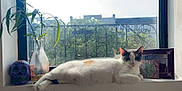 Habibi is registered to the contest to win money with this photo: cat, calico_cat, window, windowsill, plant, vase, milk_bottle, decorative_skull, picture_frame, balcony, ironwork, city_view, sunlight, lounging, pet, cozy, fur, whiskers, indoor, reflection