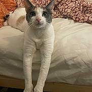 Habibi is registered to the contest to win money with this photo: cat, calico_cat, pet, bed, blanket, pillow, white_bedding, whiskers, front_legs, paws, ears, nose, eyes, fur, indoor, cozy, portrait, looking_at_camera, feline, relaxed