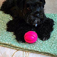 Yoda joined the competition — help win amazing prizes! dog, black_dog, pet, toy, pink_ball, blanket, quilt, bed, carpet, indoor, portrait, fur, cute, playful, nose, paw, lying_down, close_up, collar, accessory