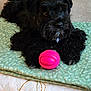dog, black_dog, pet, toy, pink_ball, blanket, quilt, bed, carpet, indoor, portrait, fur, cute, playful, nose, paw, lying_down, close_up, collar, accessory