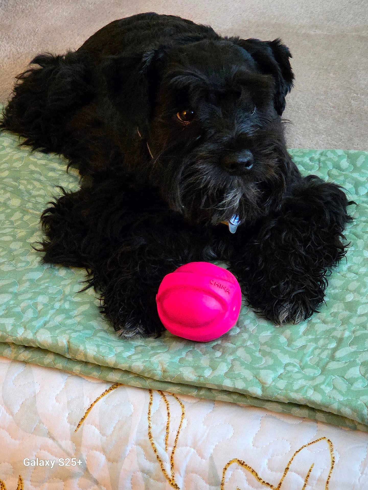 Yoda is registered to the contest to win money with this photo: dog, black_dog, pet, toy, pink_ball, blanket, quilt, bed, carpet, indoor, portrait, fur, cute, playful, nose, paw, lying_down, close_up, collar, accessory