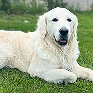 Vasco a rejoint le concours — aidez-le/la à gagner de superbes lots ! dog, golden_retriever, pet, animal, grass, outdoor, canine, laying_down, fur, mammal, nature, relaxed, domestic_animal, white_dog, friendly, companion, portrait, summer, resting, cute