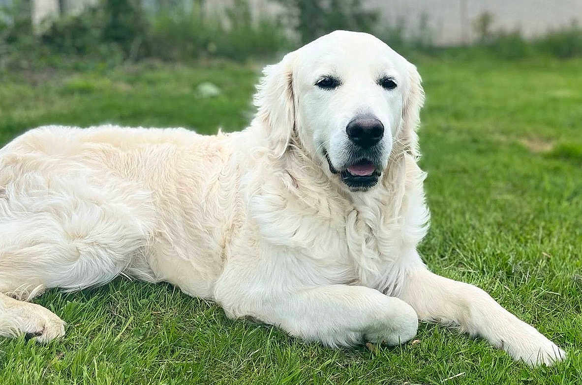 Vasco a rejoint le concours — aidez-le/la à gagner de superbes lots ! dog, golden_retriever, pet, animal, grass, outdoor, canine, laying_down, fur, mammal, nature, relaxed, domestic_animal, white_dog, friendly, companion, portrait, summer, resting, cute