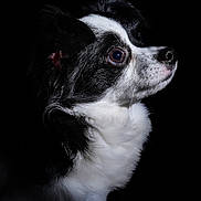 Ares a rejoint le concours — aidez-le/la à gagner de superbes lots ! dog, black_and_white, portrait, side_view, animal, fur, pet, mammal, closeup, looking, profile, studio, cute, companion, domestic_animal, whiskers, snout, ears, black_background, soft_light