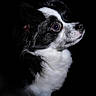 dog, black_and_white, portrait, side_view, animal, fur, pet, mammal, closeup, looking, profile, studio, cute, companion, domestic_animal, whiskers, snout, ears, black_background, soft_light