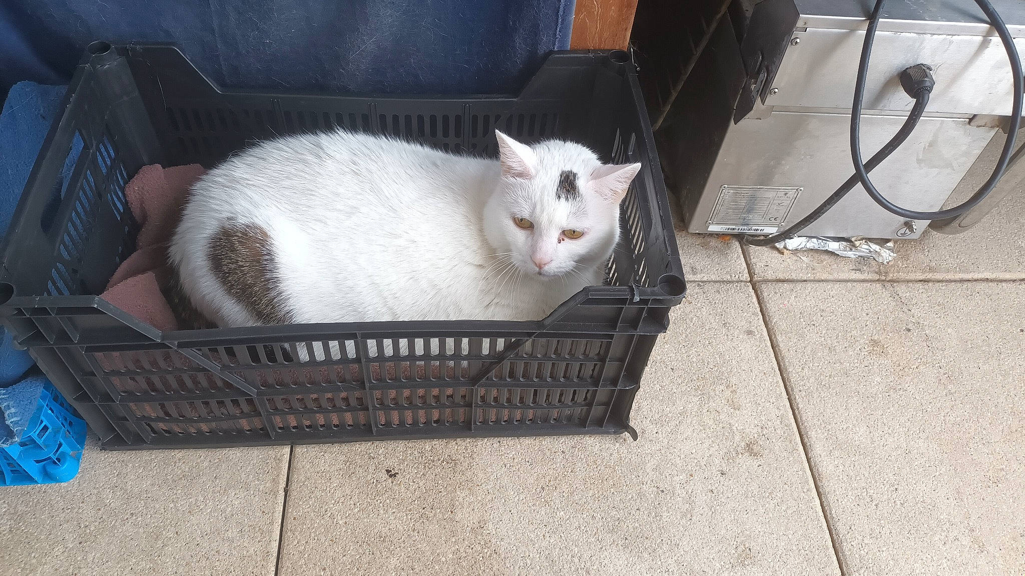 Michmich participe au concours pour gagner de l'argent avec cette photo : box, cardboard, carnivore, cat, comfort, domestic_short_haired_cat, felidae, fur, grey, metal, paw, pet_supply, small_to_medium_sized_cats, snout, tail, whiskers, wood