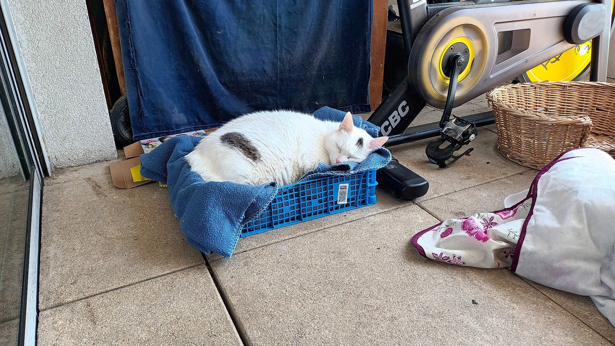 Michmich participe au concours pour gagner de l'argent avec cette photo : automotive_tire, bag, canidae, carnivore, cat, comfort, domestic_short_haired_cat, electric_blue, felidae, flooring, fur, household_supply, linens, luggage_and_bags, small_to_medium_sized_cats, tail, tire, wheel, whiskers, wool