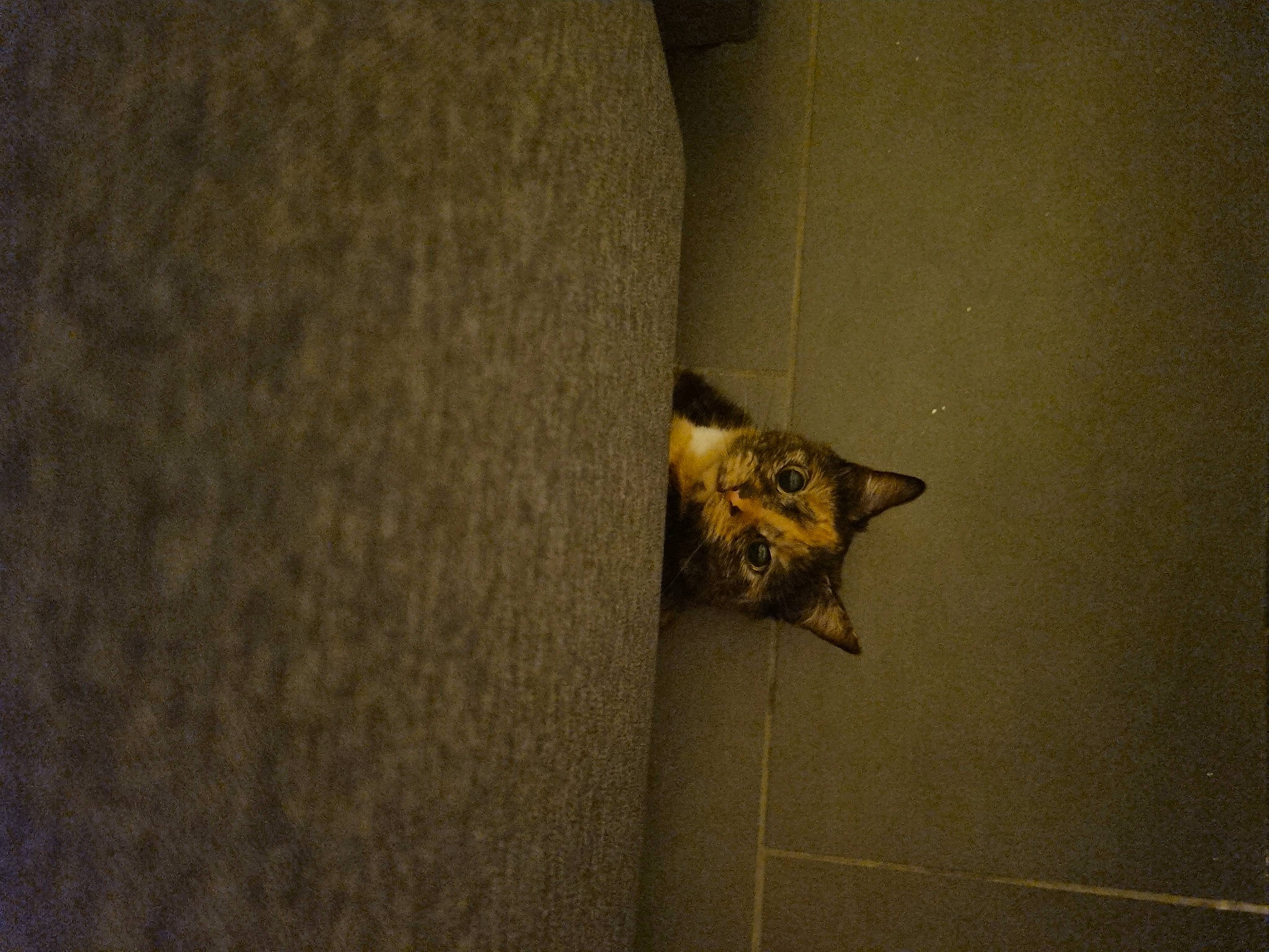 Rosie a rejoint le concours — aidez-le/la à gagner de superbes lots ! art, bat, carnivore, cat, ceiling, domestic_short_haired_cat, fawn, felidae, flooring, fur, hardwood, human_body, metal, room, shadow, small_to_medium_sized_cats, snout, tail, whiskers, wood