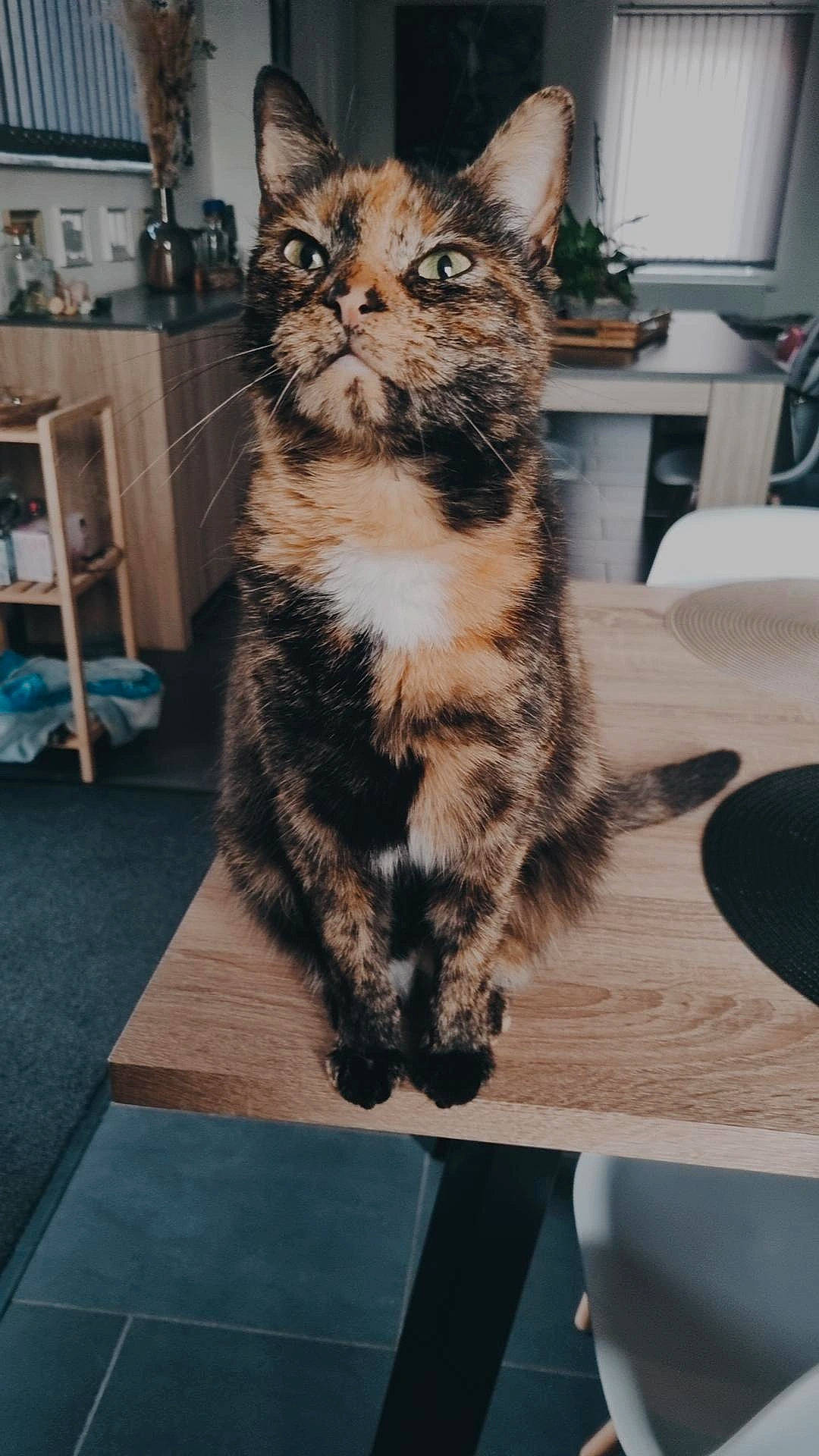 Rosie participe au concours pour gagner de l'argent avec cette photo : carnivore, cat, domestic_short_haired_cat, felidae, flooring, fur, paw, picture_frame, sitting, small_to_medium_sized_cats, snout, table, tail, terrestrial_animal, tree, whiskers