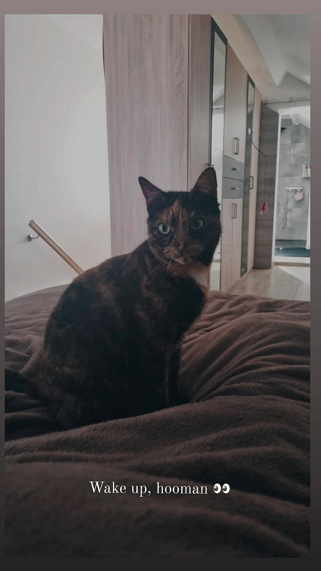 Rosie participe au concours pour gagner de l'argent avec cette photo : carnivore, cat, comfort, domestic_short_haired_cat, door, felidae, flooring, fur, grey, rectangle, room, small_to_medium_sized_cats, tail, terrestrial_animal, whiskers, window, wood