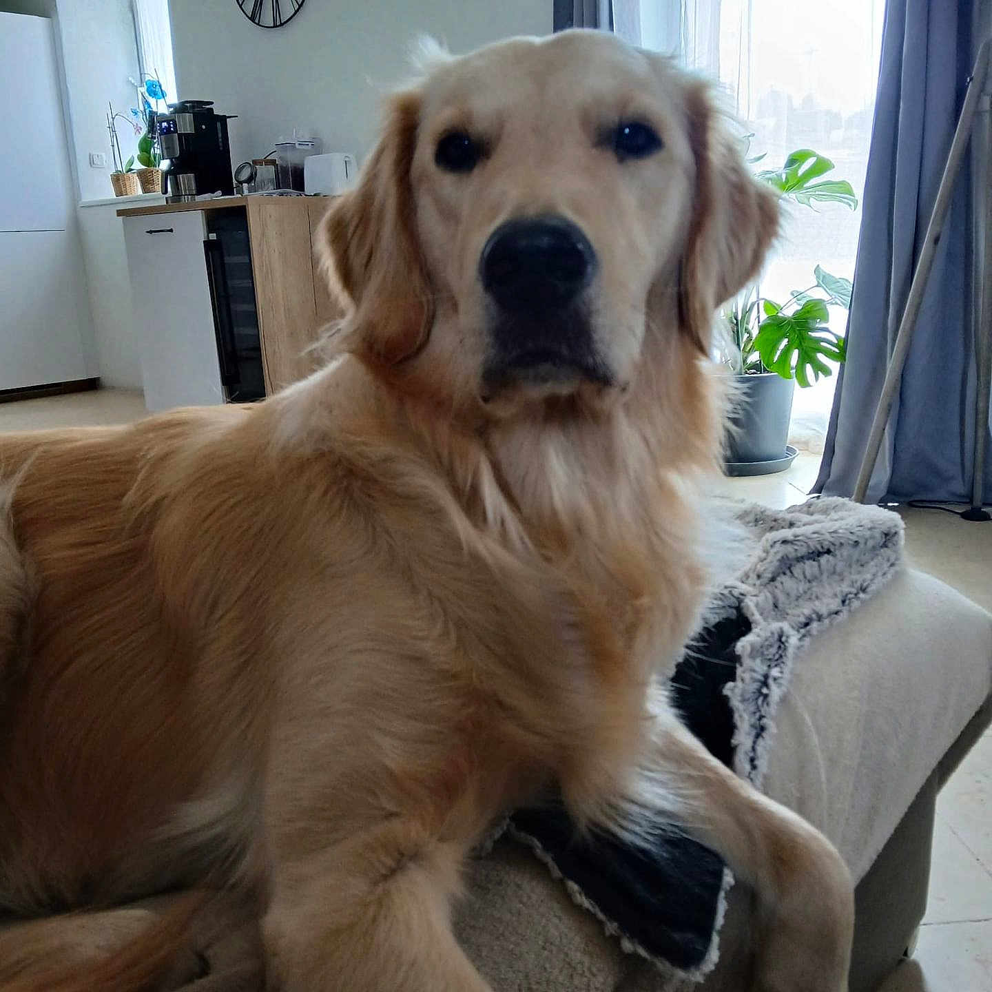 Usko participe au concours pour gagner de l'argent avec cette photo : animal, architecture, building, canine, chair, couch, cushion, dog, furniture, goldenretriever, homedecor, indoors, interiordesign, labradorretriever, livingroom, pet, plant, pottedplant, puppy, room