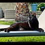 black_cat, cat, outdoor_chair, green_eyes, lounging, garden, grass, potted_plants, tree_trunk, relaxed, sunlight, daytime, feline, pet, nature, backyard, resting, animal, mammal, domestic_cat