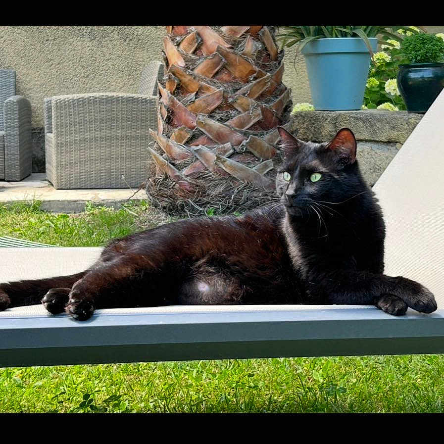 Romy participe au concours pour gagner de l'argent avec cette photo : animal, backyard, black_cat, cat, daytime, domestic_cat, feline, garden, grass, green_eyes, lounging, mammal, nature, outdoor_chair, pet, potted_plants, relaxed, resting, sunlight, tree_trunk