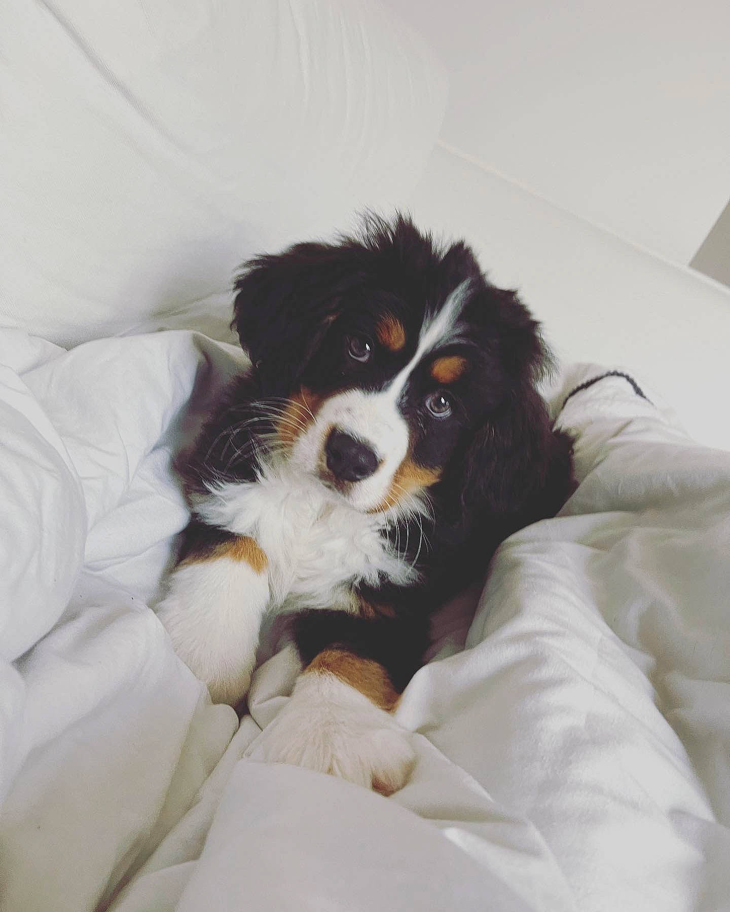 Björn joined the competition — help win amazing prizes! bored, canidae, carnivore, cavalier_king_charles_spaniel, comfort, companion_dog, dog, dog_breed, door, fur, king_charles_spaniel, liver, puppy, sporting_group, terrestrial_animal, toy_dog, whiskers, working_animal, working_dog