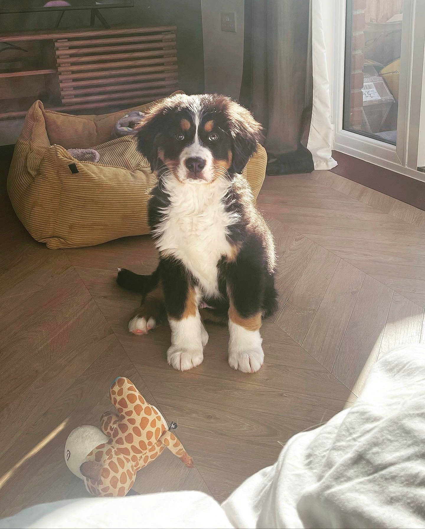 Björn is registered to the contest to win money with this photo: carnivore, comfort, companion_dog, couch, dog, dog_breed, door, flooring, fur, hardwood, linens, paw, pillow, sporting_group, terrestrial_animal, toy, toy_dog, wood, working_animal, working_dog