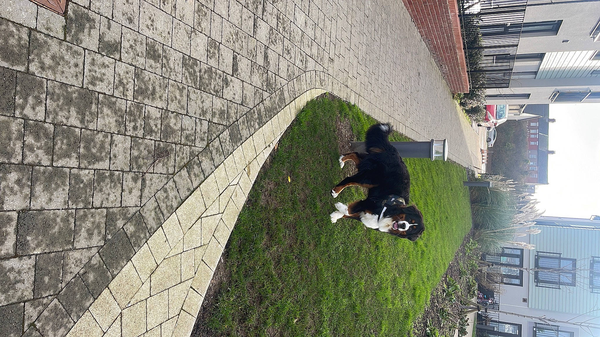 Björn joined the competition — help win amazing prizes! brick, brickwork, carnivore, city, cobblestone, concrete, facade, flooring, grass, landscape, leisure, plant, road_surface, shadow, shrub, sidewalk, sporting_group, tree, urban_design, window