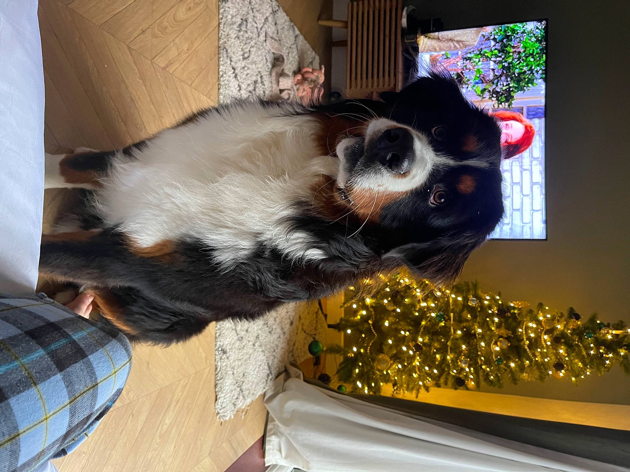 Björn is registered to the contest to win money with this photo: art, cable_television, canidae, carnivore, comfort, companion_dog, dog, dog_breed, fur, hardwood, pattern, pet_supply, plaid, snout, sporting_group, tartan, whiskers, window, wood, working_animal