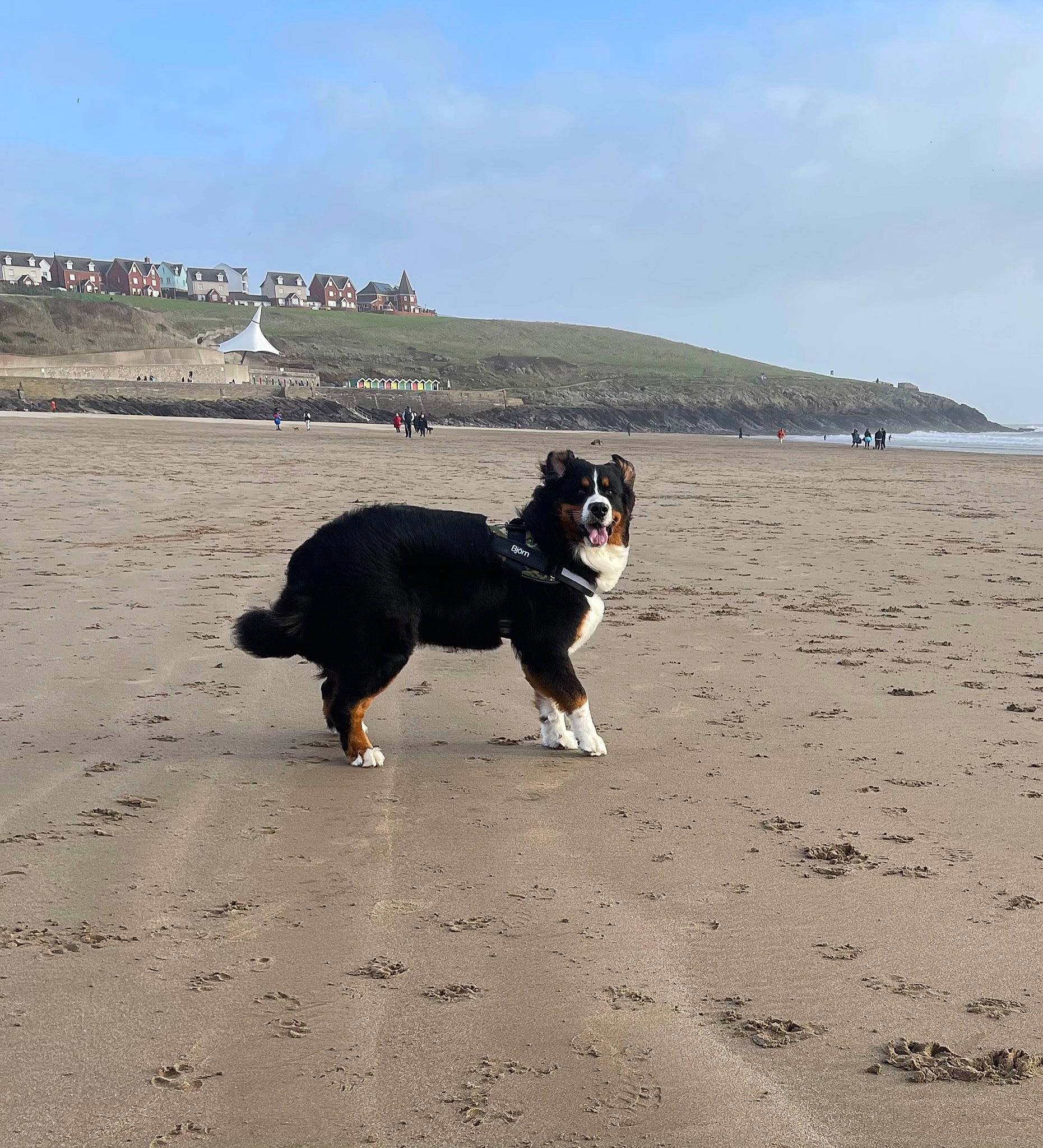 Björn joined the competition — help win amazing prizes! beach, bernese_mountain_dog, canidae, carnivore, cloud, coast, companion_dog, dog, dog_breed, herding_dog, horizon, landscape, ocean, sand, sky, sporting_group, tail, wind_wave, working_animal, working_dog