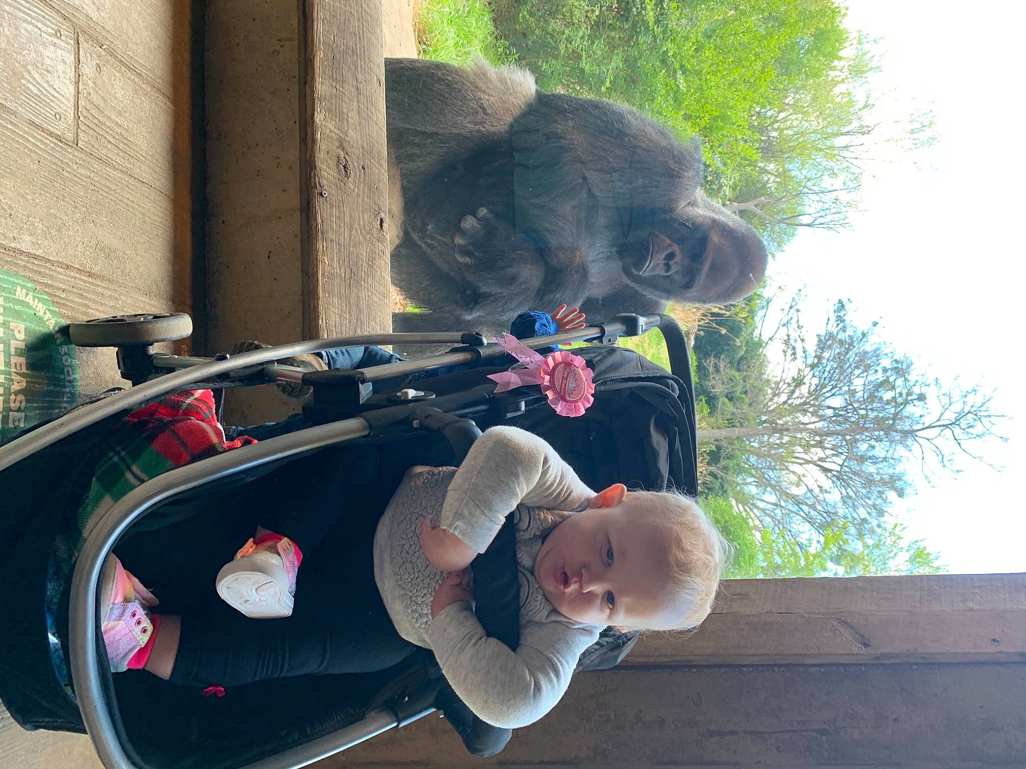 Bailee joined the competition — help win amazing prizes! auto_part, baby, baby_products, carnivore, fun, fur, grass, leisure, person, plant, sitting, sky, suit, terrestrial_animal, toddler, toy, tree