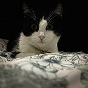 Lilou participe au concours pour gagner de l'argent avec cette photo : animal, bed, black_and_white, blanket, cat, close_up, collar, curious, cute, domestic, eyes, face, floral_pattern, fur, indoor, lying_down, pet, portrait, soft, whiskers