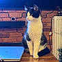 Lilou a rejoint le concours — aidez-le/la à gagner de superbes lots ! alert, black_and_white, brick_wall, cat, cozy, curious, domestic_animal, electronics, feline, fur, houseplant, indoor, laptop, pet, radiator, sitting, table, technology, whiskers, wooden_surface