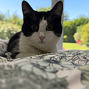 Lilou a rejoint le concours — aidez-le/la à gagner de superbes lots ! cat, black_and_white, bedspread, floral_pattern, indoor, window, garden, greenery, daylight, pet, animal, curious, feline, close_up, whiskers, ears, nose, eyes, collar, house