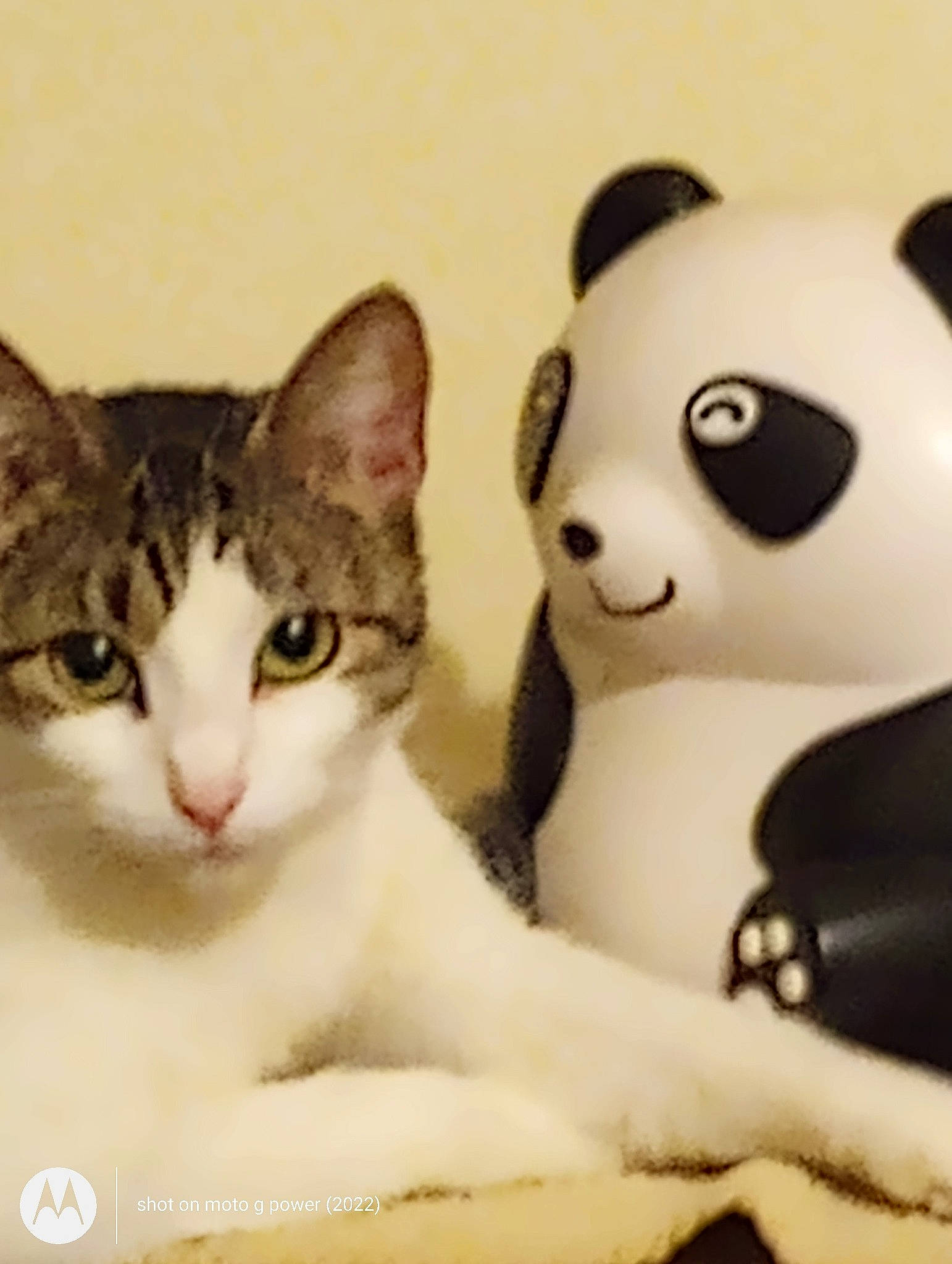 Miracle is registered to the contest to win money with this photo: carnivore, cat, domestic_short_haired_cat, eyelash, felidae, font, fur, happy, nose, paw, photo_caption, plush, small_to_medium_sized_cats, snout, stuffed_toy, tail, terrestrial_animal, toy, whiskers