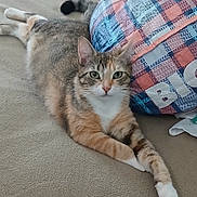Kally is registered to the contest to win money with this photo: animal, bean_bag, carpet, cat, cozy, cute, domestic_animal, ears, feline, fur, home, indoor, lying_down, paws, pet, relaxed, resting, striped, tabby, whiskers