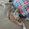 animal, bean_bag, carpet, cat, cozy, cute, domestic_animal, ears, feline, fur, home, indoor, lying_down, paws, pet, relaxed, resting, striped, tabby, whiskers