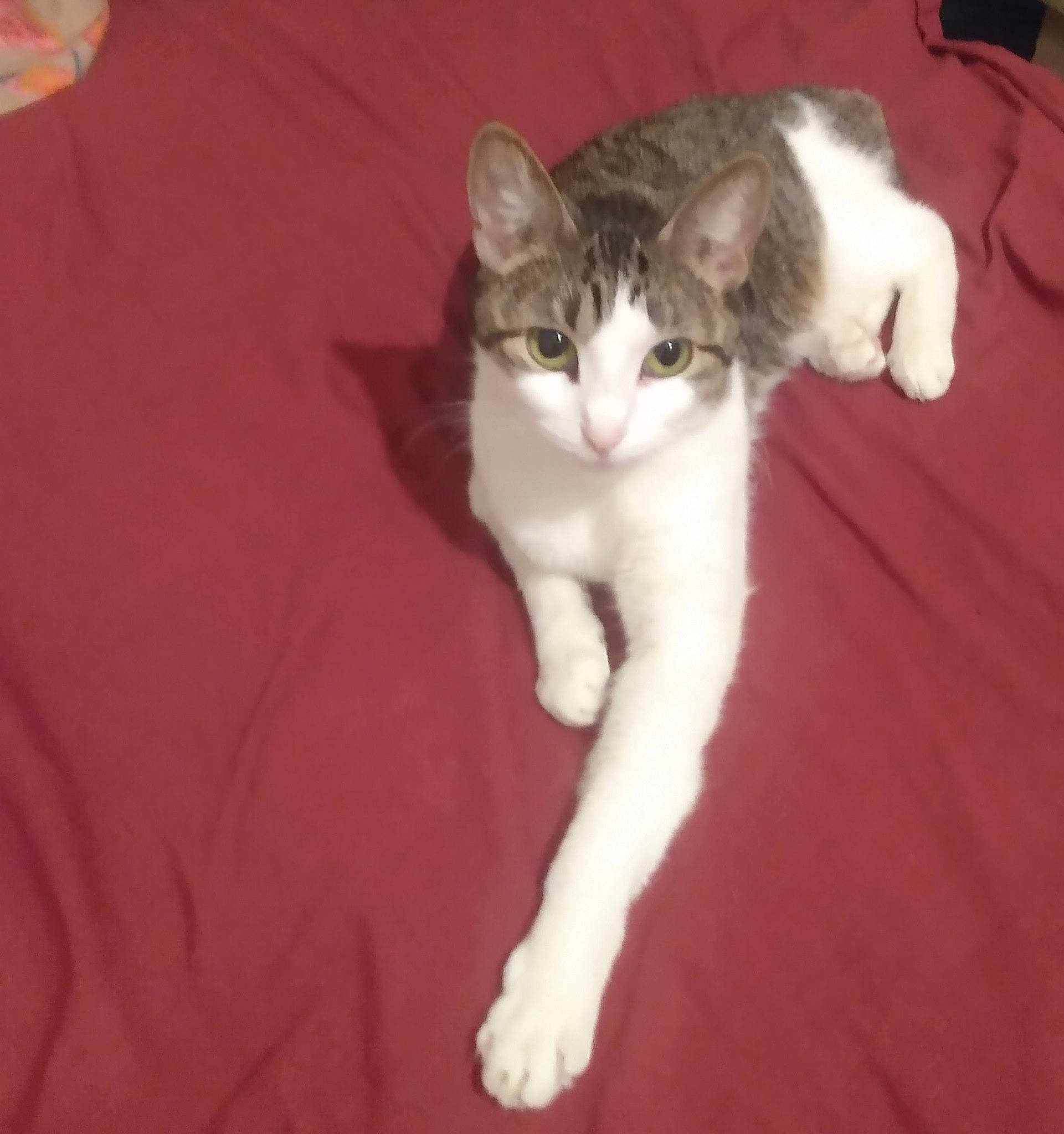 Miracle is registered to the contest to win money with this photo: carnivore, cat, claw, comfort, domestic_short_haired_cat, fawn, felidae, flooring, foot, fur, hardwood, paw, small_to_medium_sized_cats, snout, tail, whiskers