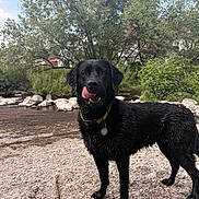 Kaly a rejoint le concours — aidez-le/la à gagner de superbes lots ! dog, black_dog, wet, tongue_out, riverbank, rocks, trees, greenery, outdoor, nature, water, summer, playful, animal, canine, collar, pet, landscape, daytime, sky