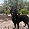 dog, black_dog, wet, tongue_out, riverbank, rocks, trees, greenery, outdoor, nature, water, summer, playful, animal, canine, collar, pet, landscape, daytime, sky