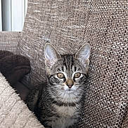 Alya a rejoint le concours — aidez-le/la à gagner de superbes lots ! kitten, tabby, cat, pet, feline, young_animal, cute, indoor, cozy, couch, blanket, fur, whiskers, ears, eyes, resting, home, comfort, soft, animal