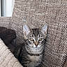 kitten, tabby, cat, pet, feline, young_animal, cute, indoor, cozy, couch, blanket, fur, whiskers, ears, eyes, resting, home, comfort, soft, animal