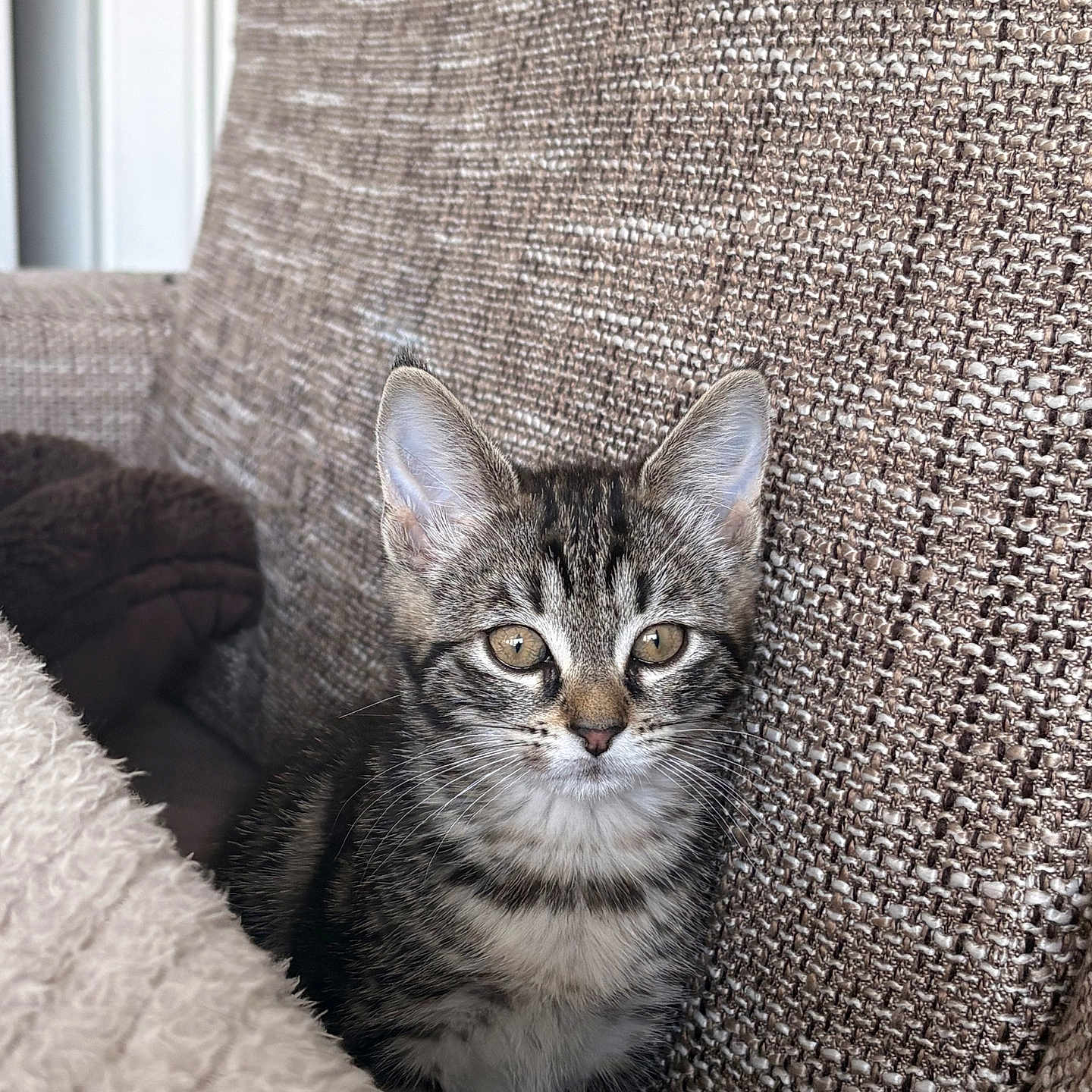 Alya a rejoint le concours — aidez-le/la à gagner de superbes lots ! kitten, tabby, cat, pet, feline, young_animal, cute, indoor, cozy, couch, blanket, fur, whiskers, ears, eyes, resting, home, comfort, soft, animal