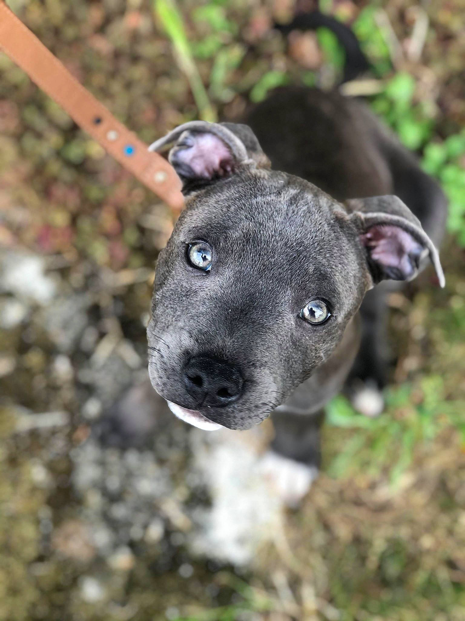 Halfy participe au concours pour gagner de l'argent avec cette photo : alaunt, american_pit_bull_terrier, american_staffordshire_terrier, canidae, carnivore, catahoula_bulldog, dog, dog_breed, fawn, feist, mammal, mountain_cur, non_sporting_group, nose, puppy, snout, staffordshire_bull_terrier, terrier, vertebrate, whiskers