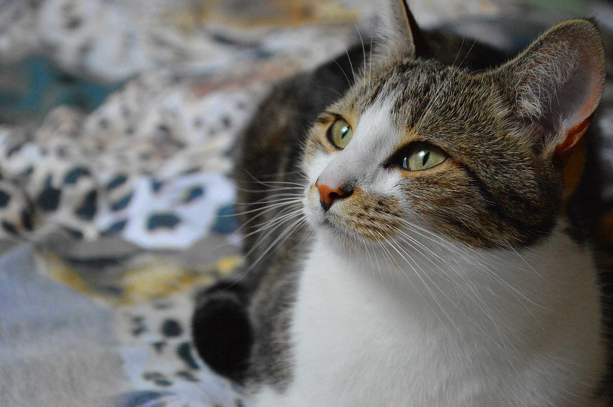Cannelle