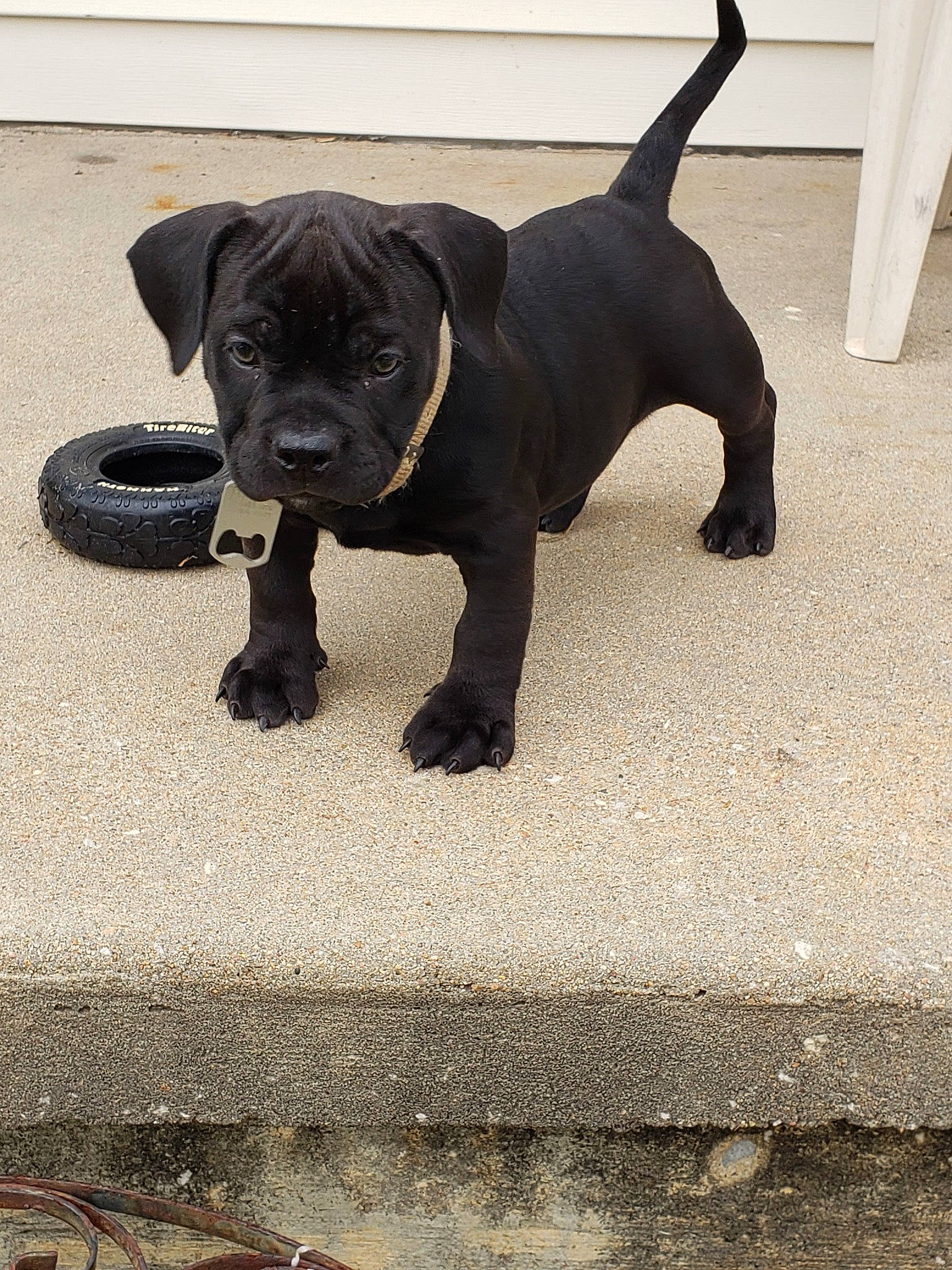 Nezuko joined the competition — help win amazing prizes! borador, canidae, carnivore, companion_dog, dog, dog_breed, dog_collar, fawn, flooring, fur, guard_dog, liver, non_sporting_group, paw, road_surface, sporting_group, tail, terrestrial_animal, toy_dog, working_animal