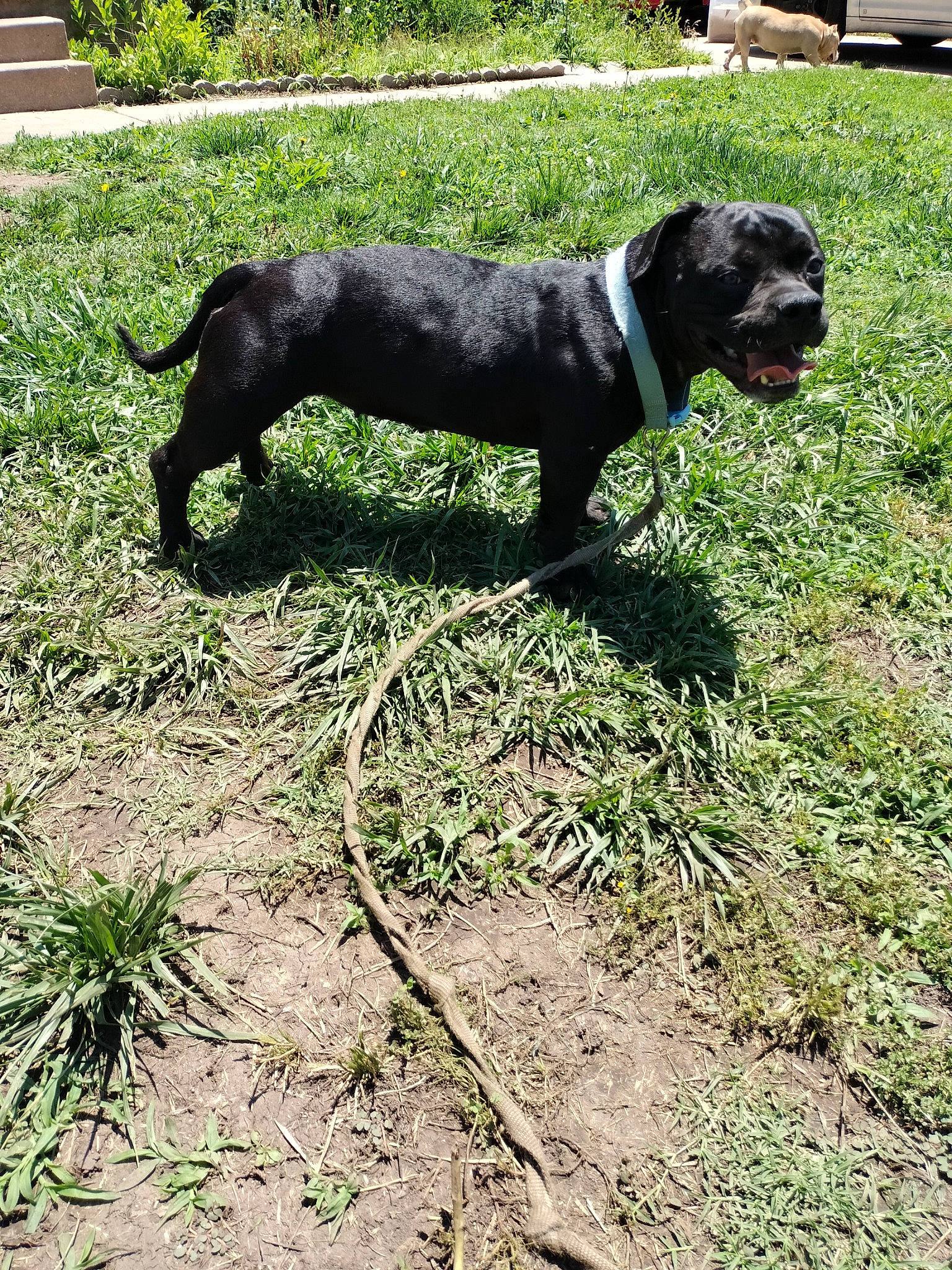 Nezuko joined the competition — help win amazing prizes! borador, canidae, carnivore, companion_dog, dog, dog_breed, dog_collar, grass, gun_dog, hunting_dog, non_sporting_group, plant, snout, tail, terrestrial_animal, working_animal, working_dog